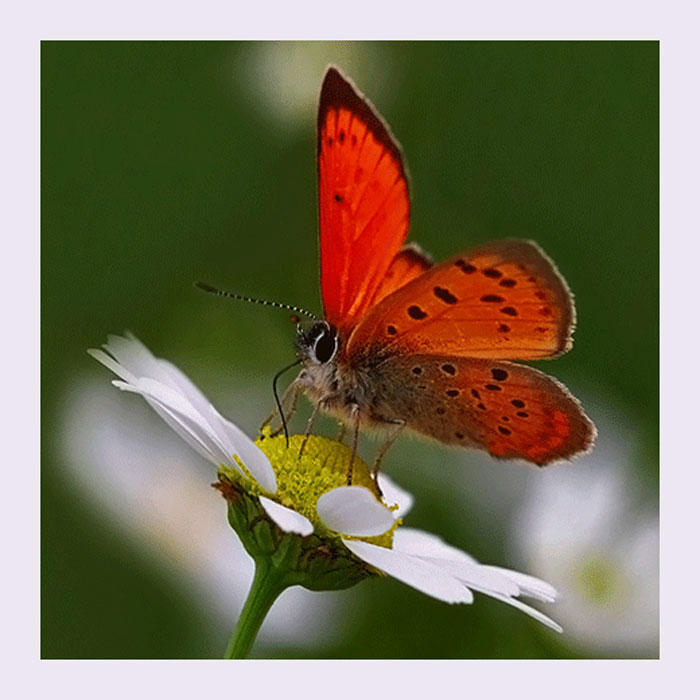 lycaena ottomanus]
